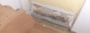 Das bild zeigt ein Stück Wand in Bodennähe, von der die Verkleidung entfernt wurde und wo starker Befall mit schwarzem Schimmel auf der Tapete sichtbar ist.